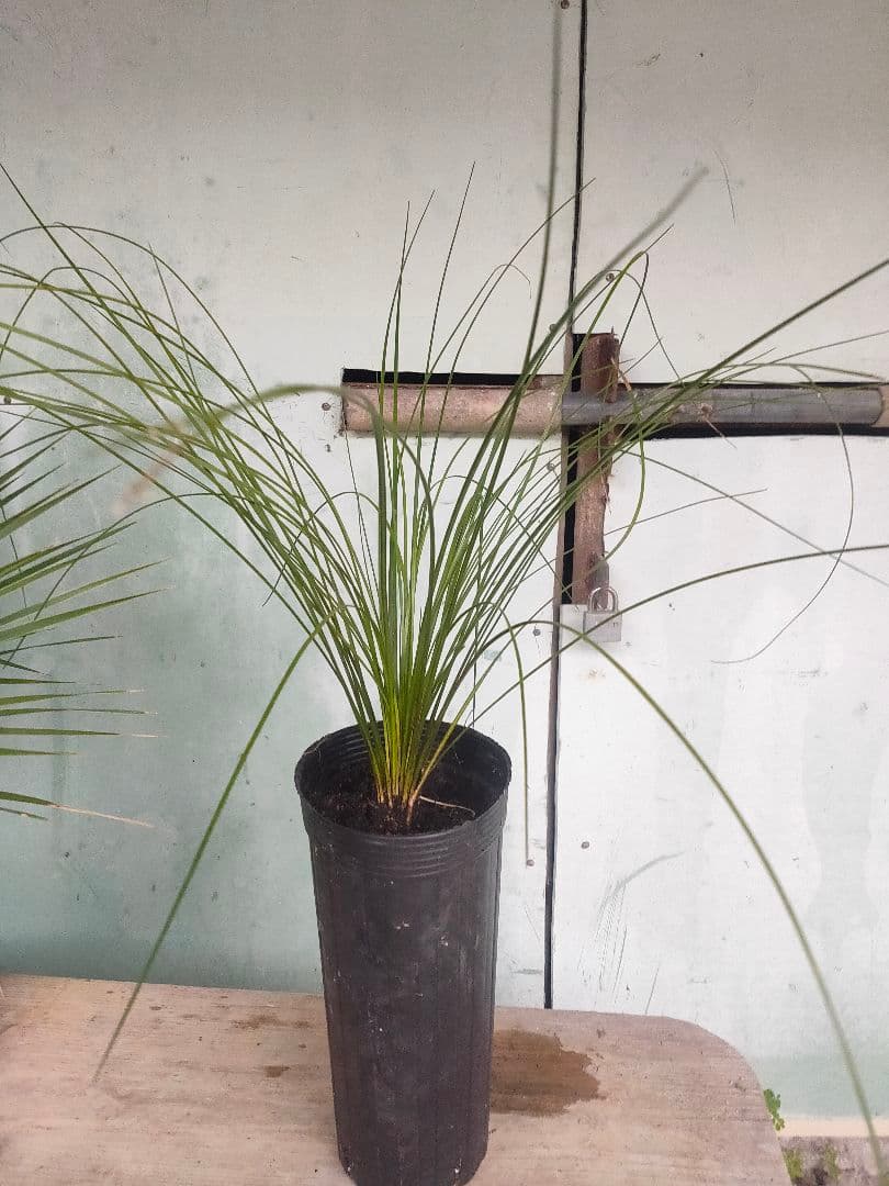 クサントロエア