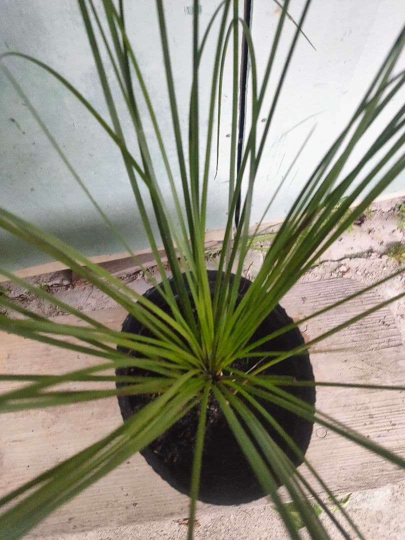 クサントロエア