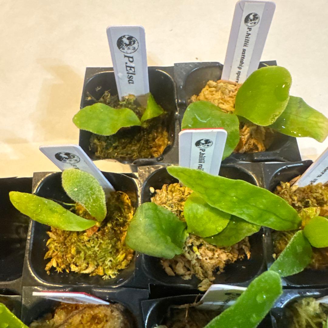 ビカクシダセット15株 エルサOC、ミスタースーダンOC、ギンカなど