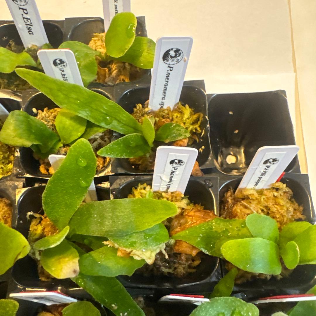 ビカクシダセット15株 エルサOC、ミスタースーダンOC、ギンカなど