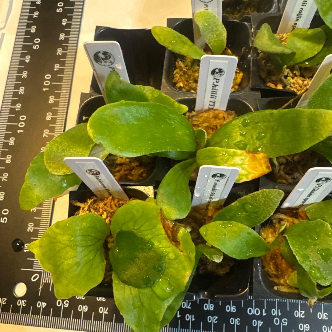 ビカクシダセット15株 エルサOC、ミスタースーダンOC、ギンカなど