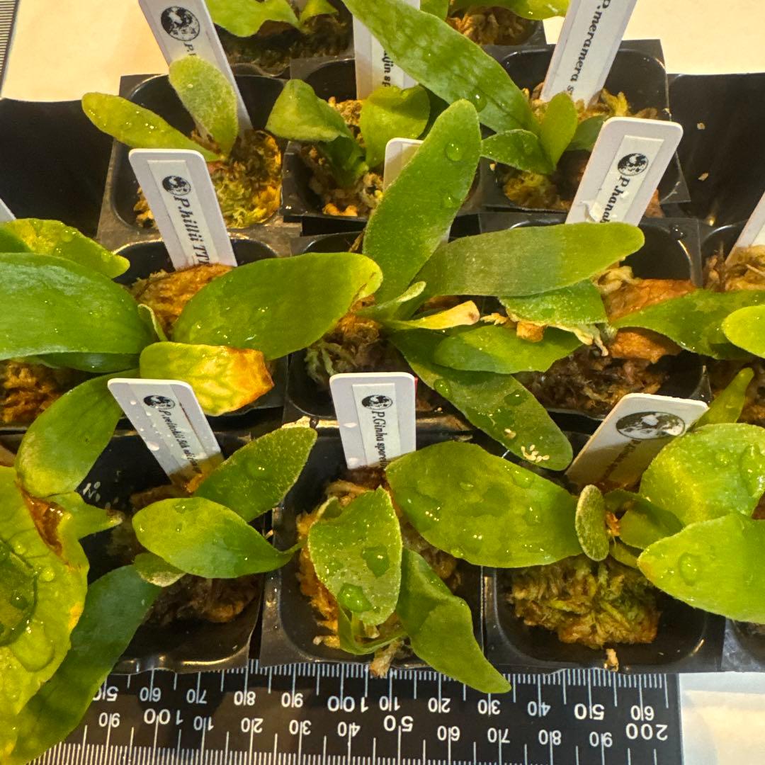 ビカクシダセット15株 エルサOC、ミスタースーダンOC、ギンカなど