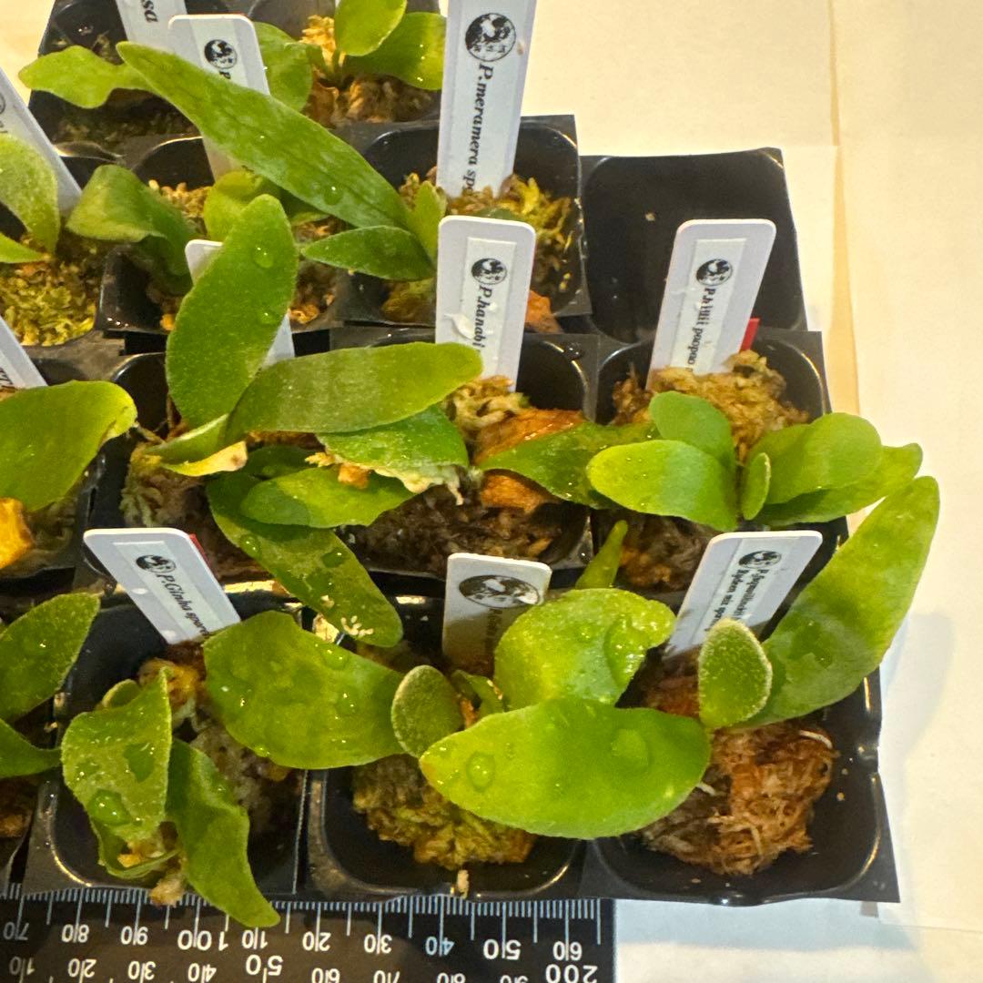 ビカクシダセット15株 エルサOC、ミスタースーダンOC、ギンカなど