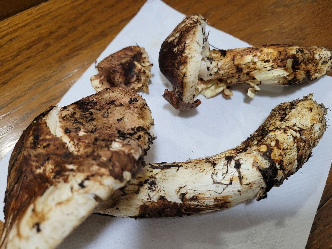 特大　国産　岩手県産　松茸　330g