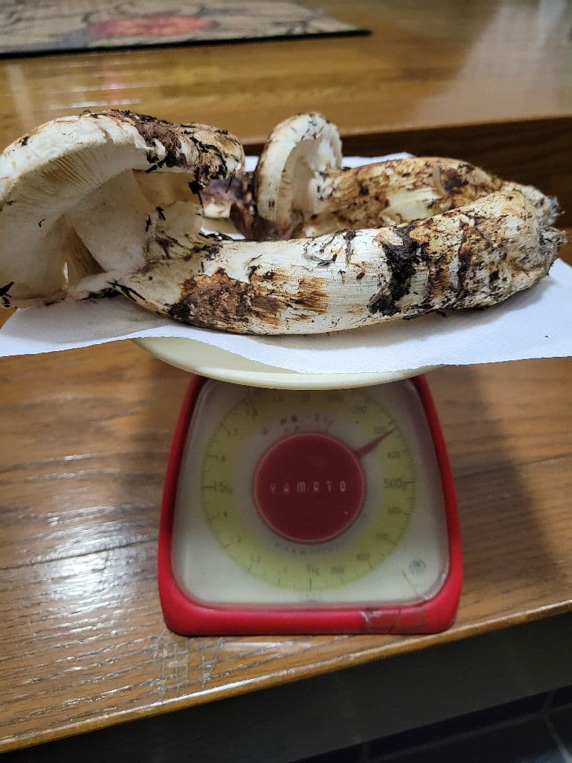 特大　国産　岩手県産　松茸　330g