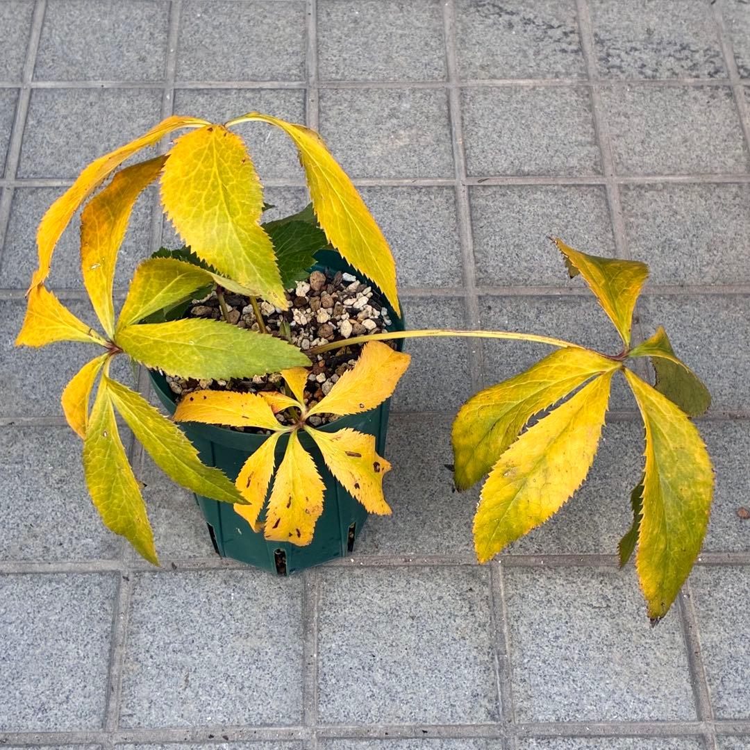 A*️様 ☘️ラスト2☘️開花株❤️沢山新芽元気株3254⭐️極上透明感優しいピ