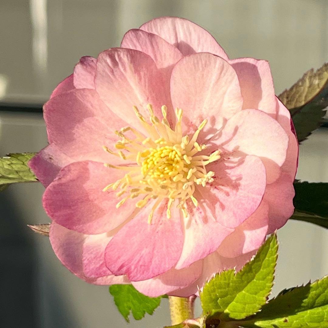 A*️様 ☘️ラスト2☘️開花株❤️沢山新芽元気株3254⭐️極上透明感優しいピ