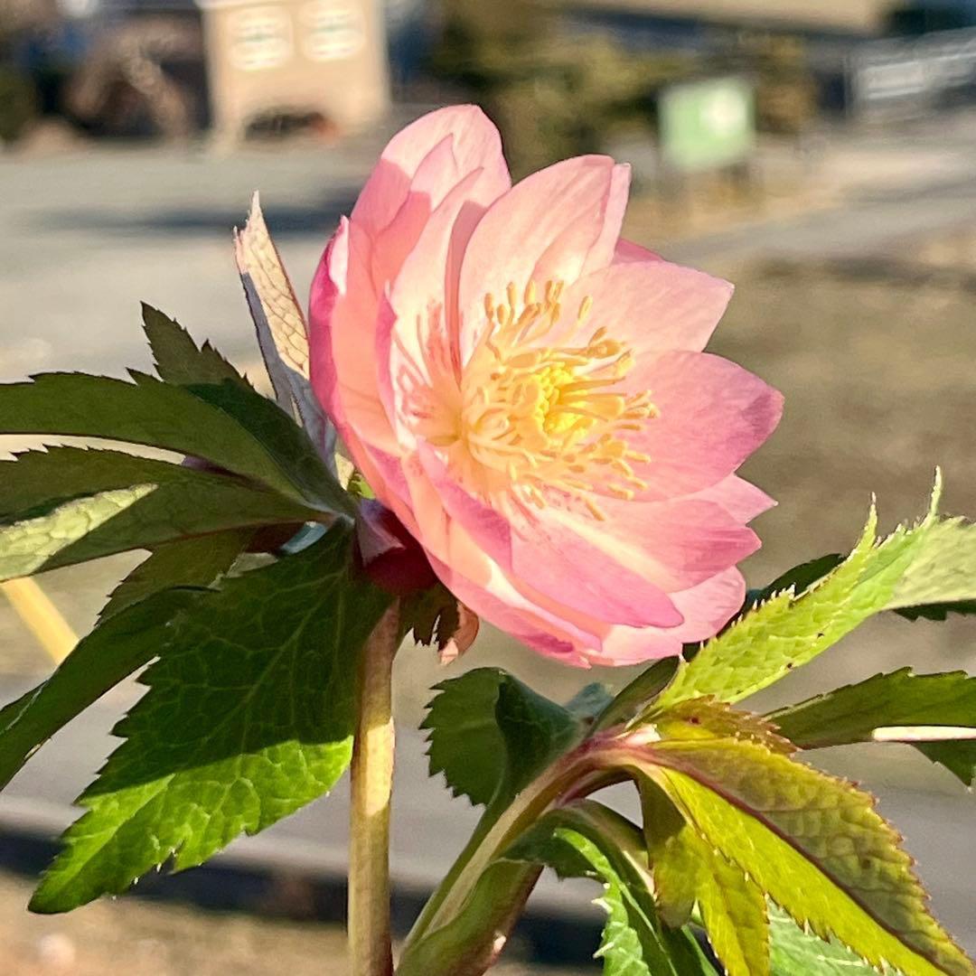 A*️様 ☘️ラスト2☘️開花株❤️沢山新芽元気株3254⭐️極上透明感優しいピ