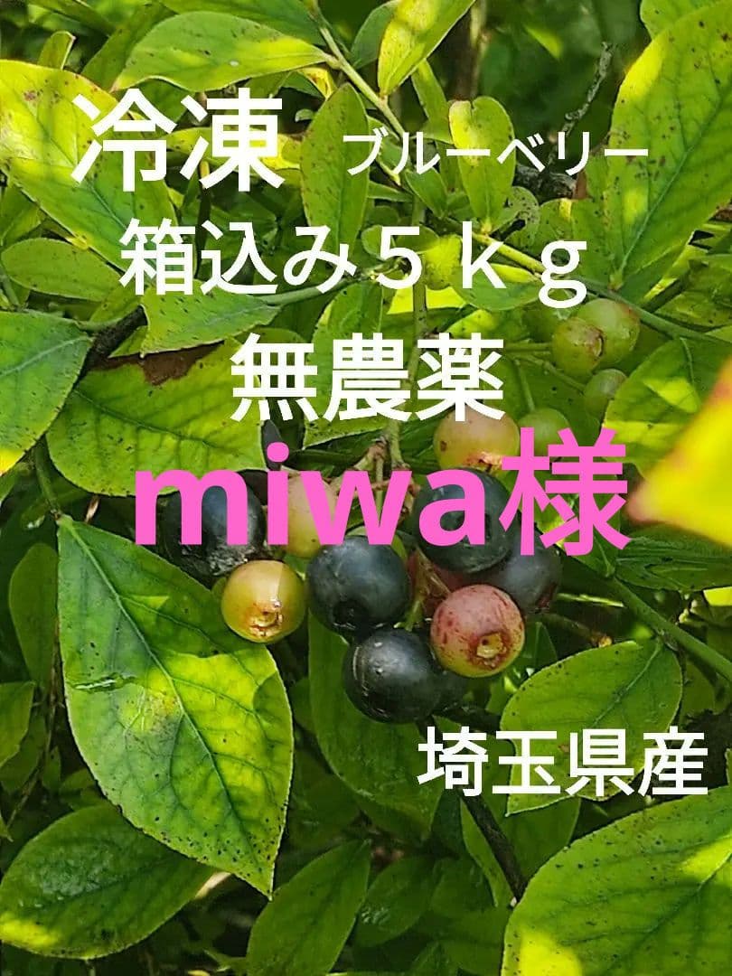 冷凍ブルーベリー　箱込み5kg　無農薬　埼玉県産