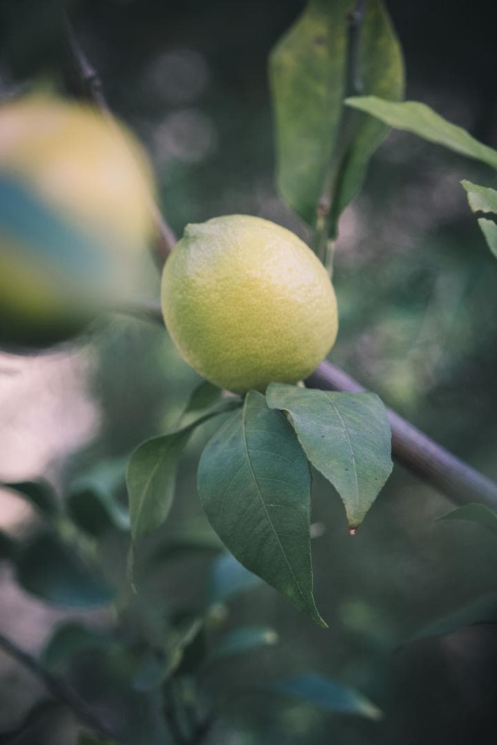 希少黒ペイント！Leica Hektor 135mm F4.5 オールドレンズ