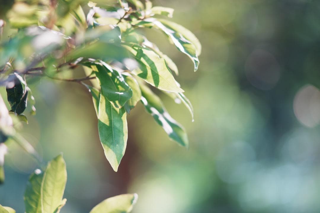 【整備＆テスト済】 SMC Takumar 135mm F2.5 6枚玉 807