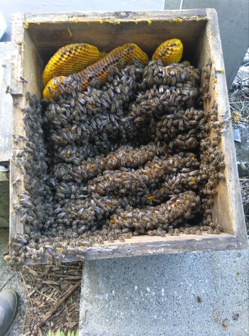 南国土佐の百花蜜　ニホンミツバチ蜂蜜　無添加　無加工　タレ 蜜