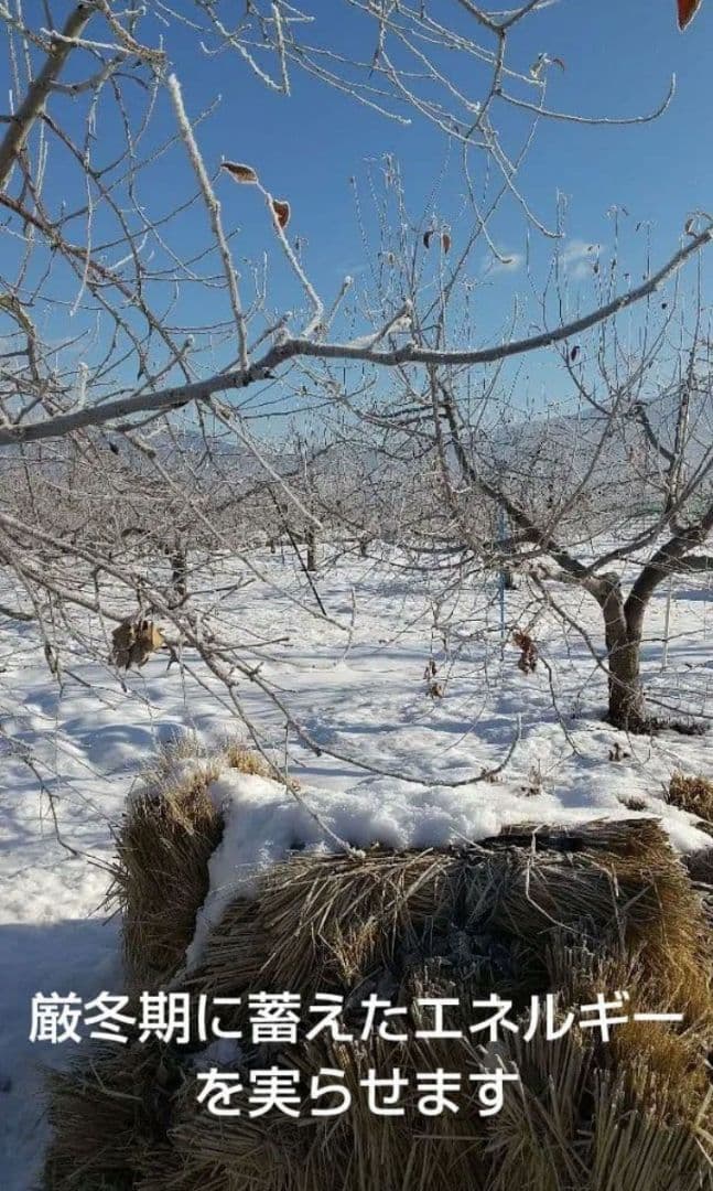 しおむすび様用希少わら敷サンふじ家庭用Ｂ品質　長野産箱込約10kg+指定物5Kg