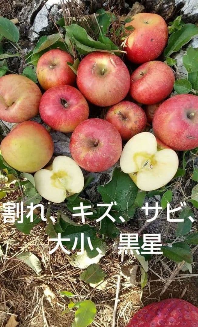 しおむすび様用希少わら敷サンふじ家庭用Ｂ品質　長野産箱込約10kg+指定物5Kg