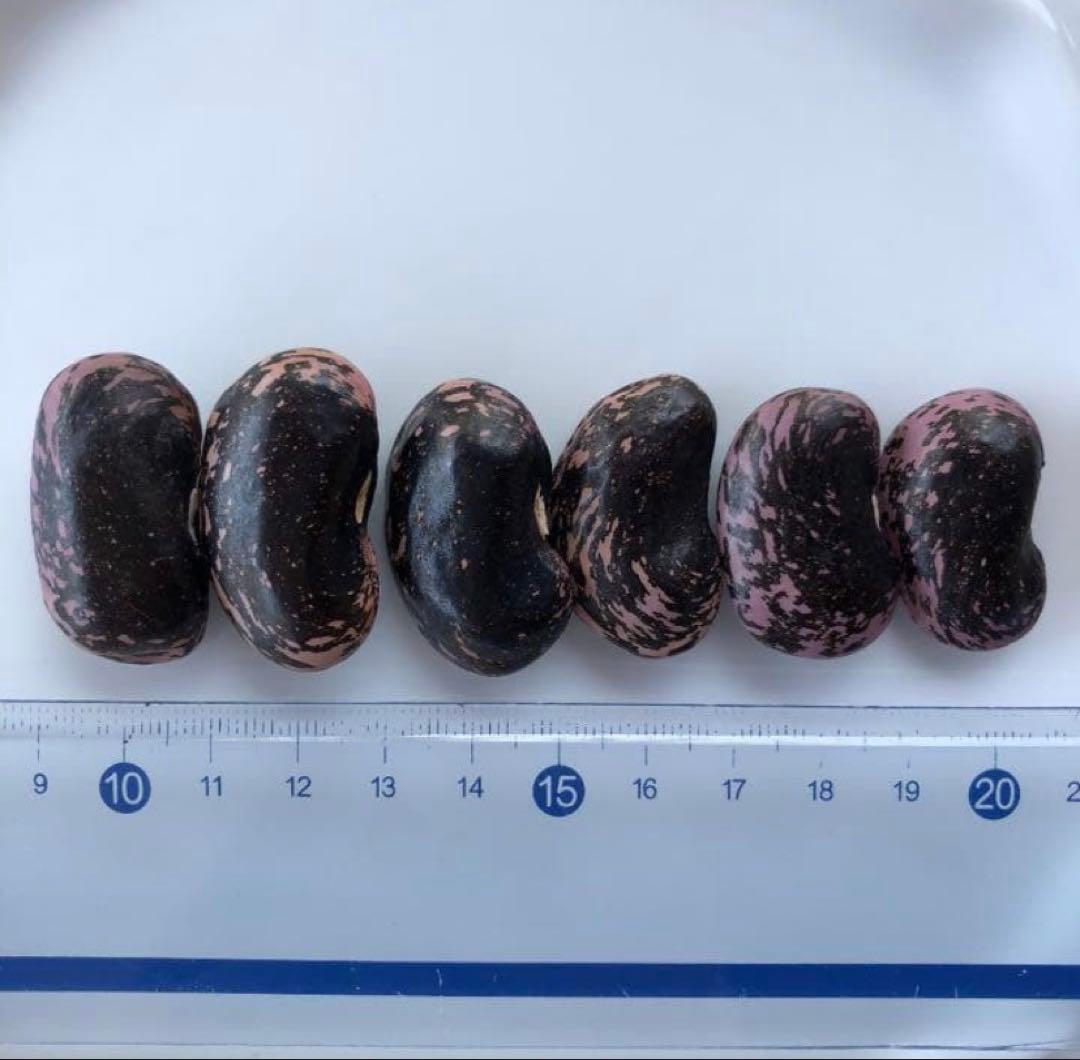 【完売】【2025年度】　長野県産　八ヶ岳　花豆　お問い合わせページ