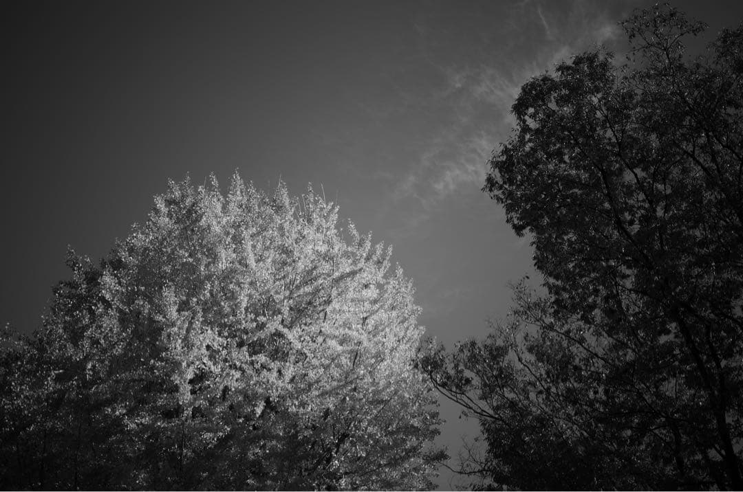 【美品】APO-Componon 45mm F4