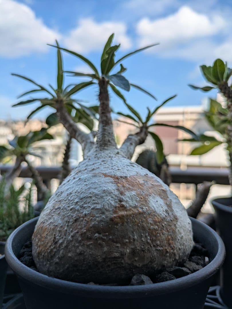 【アズレン】パキポディウム グラキリス 発根済み 塊根植物