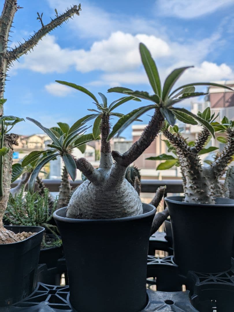 【アズレン】パキポディウム グラキリス 発根済み 塊根植物