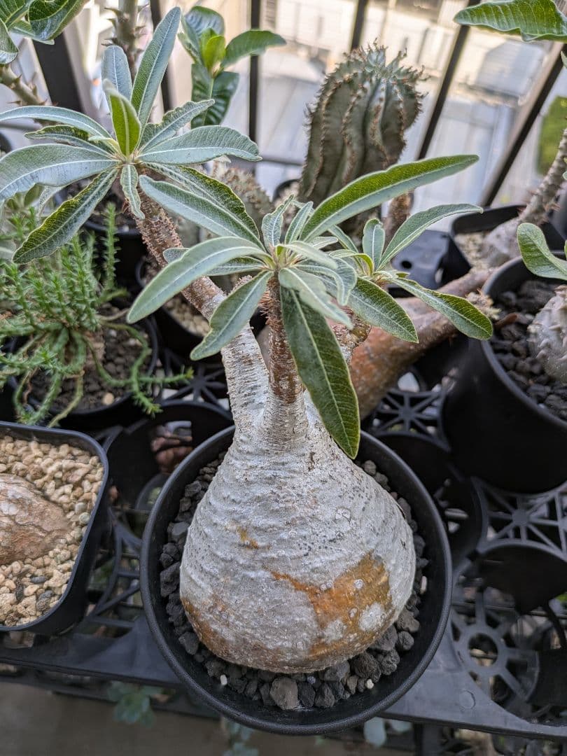 【アズレン】パキポディウム グラキリス 発根済み 塊根植物