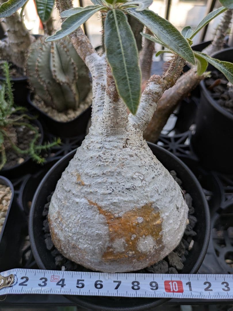 【アズレン】パキポディウム グラキリス 発根済み 塊根植物