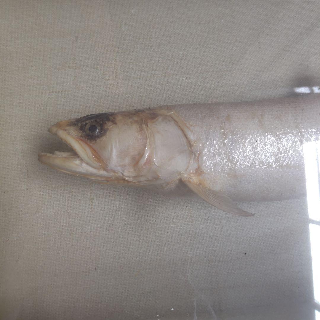 イトウの標本（剥製）