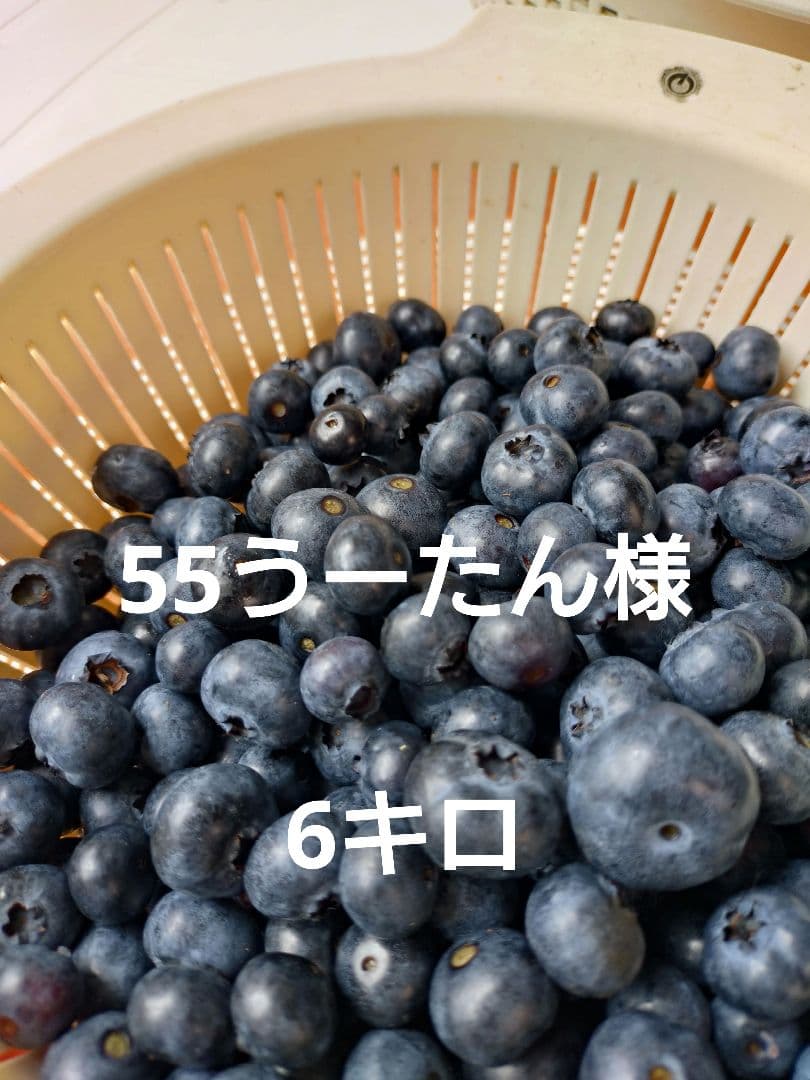 55うーたん様 ブルーベリー6キロ