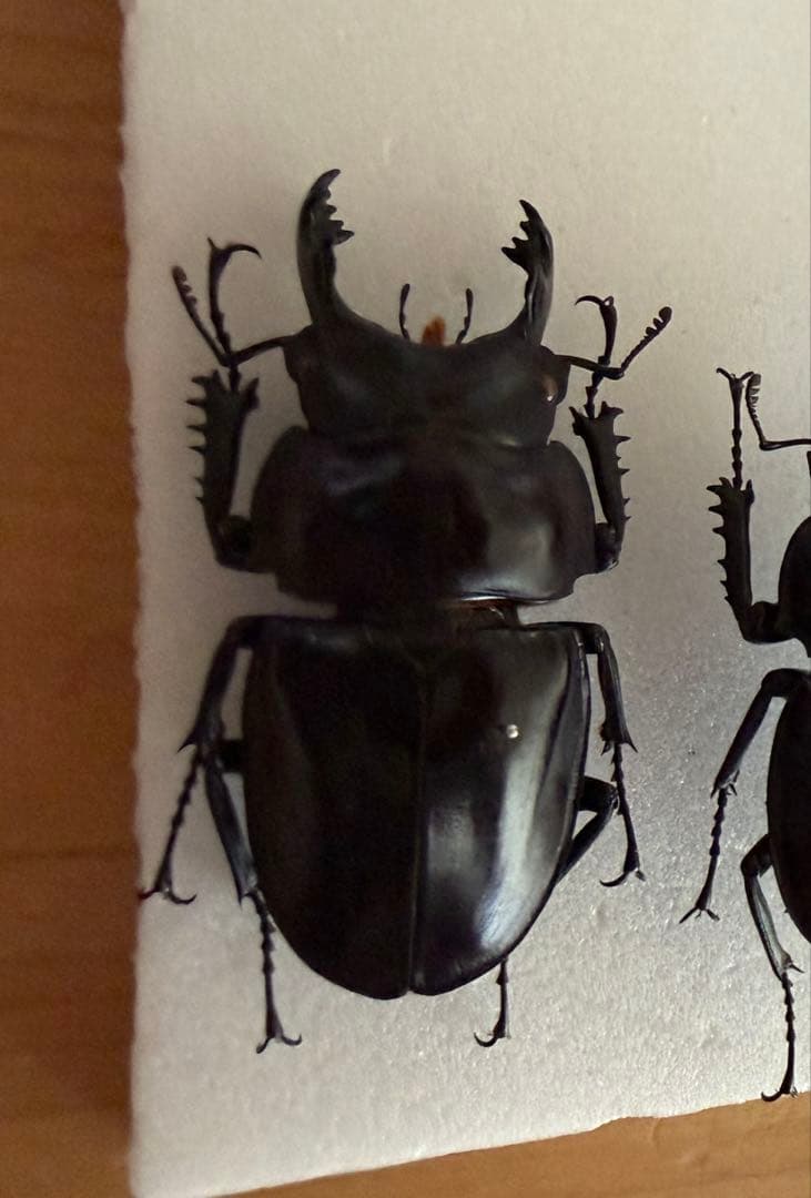 原名亜種ヤエヤママルバネクワガタ64㎜【大型】