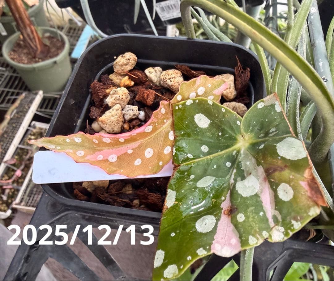 【希少】発根済 挿し木苗 ベゴニア マクラータ 斑入り