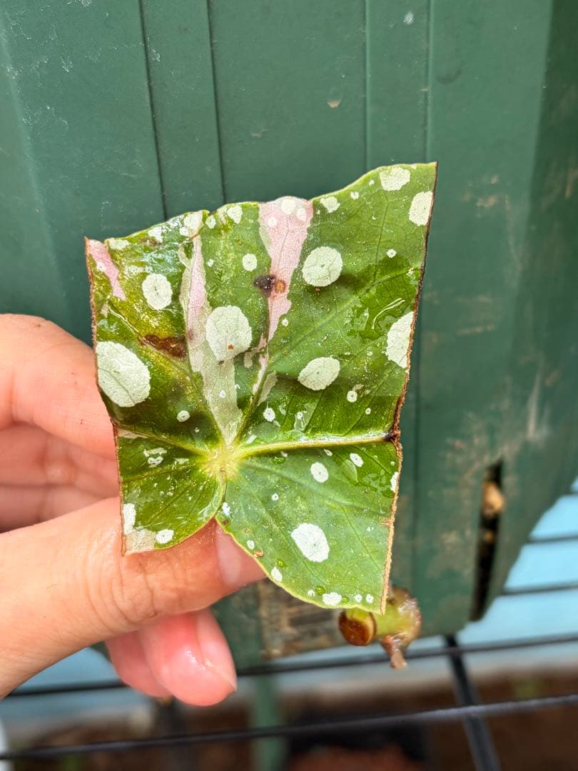 【希少】発根済 挿し木苗 ベゴニア マクラータ 斑入り