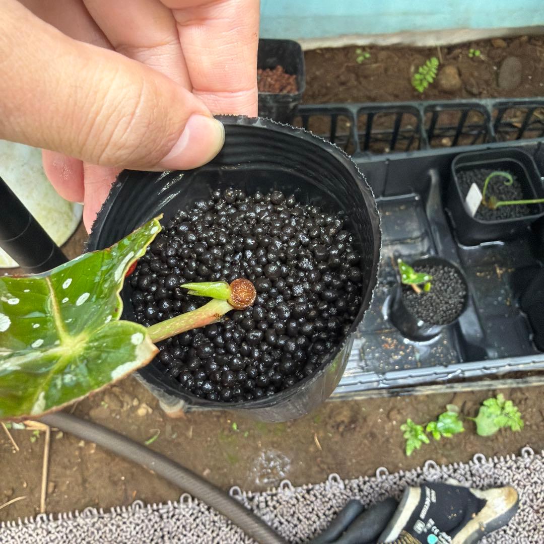 【希少】発根済 挿し木苗 ベゴニア マクラータ 斑入り