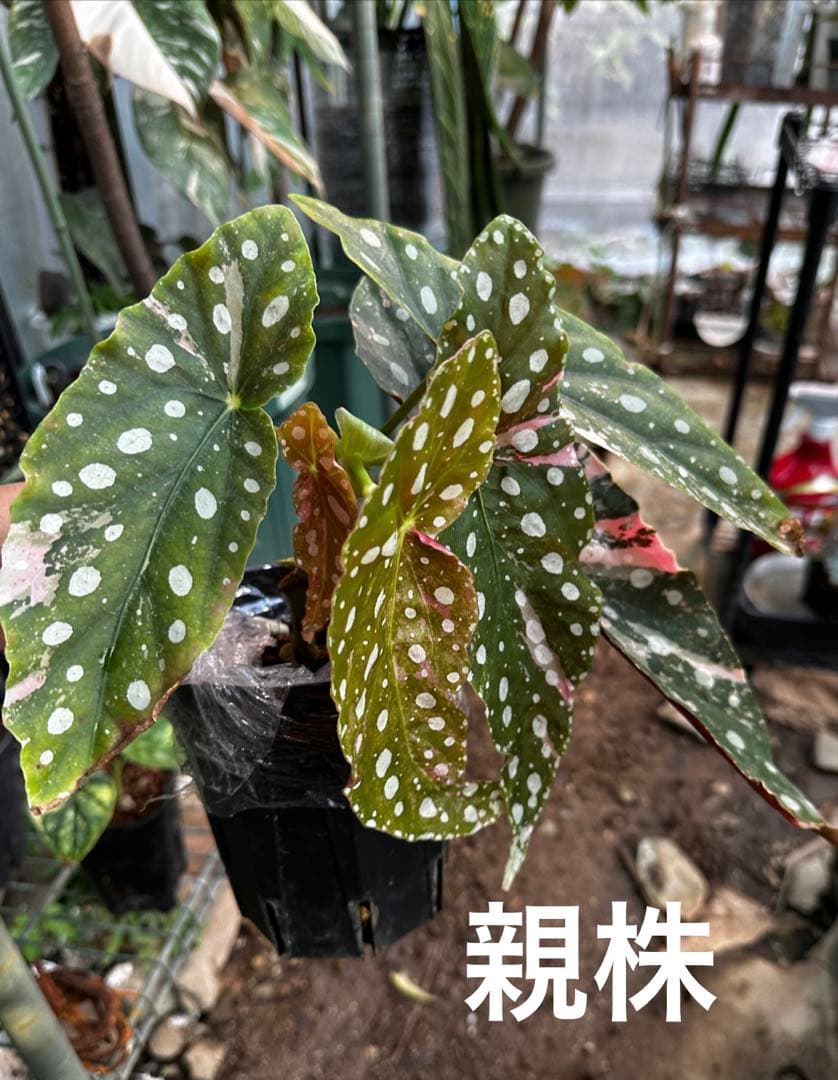 【希少】発根済 挿し木苗 ベゴニア マクラータ 斑入り
