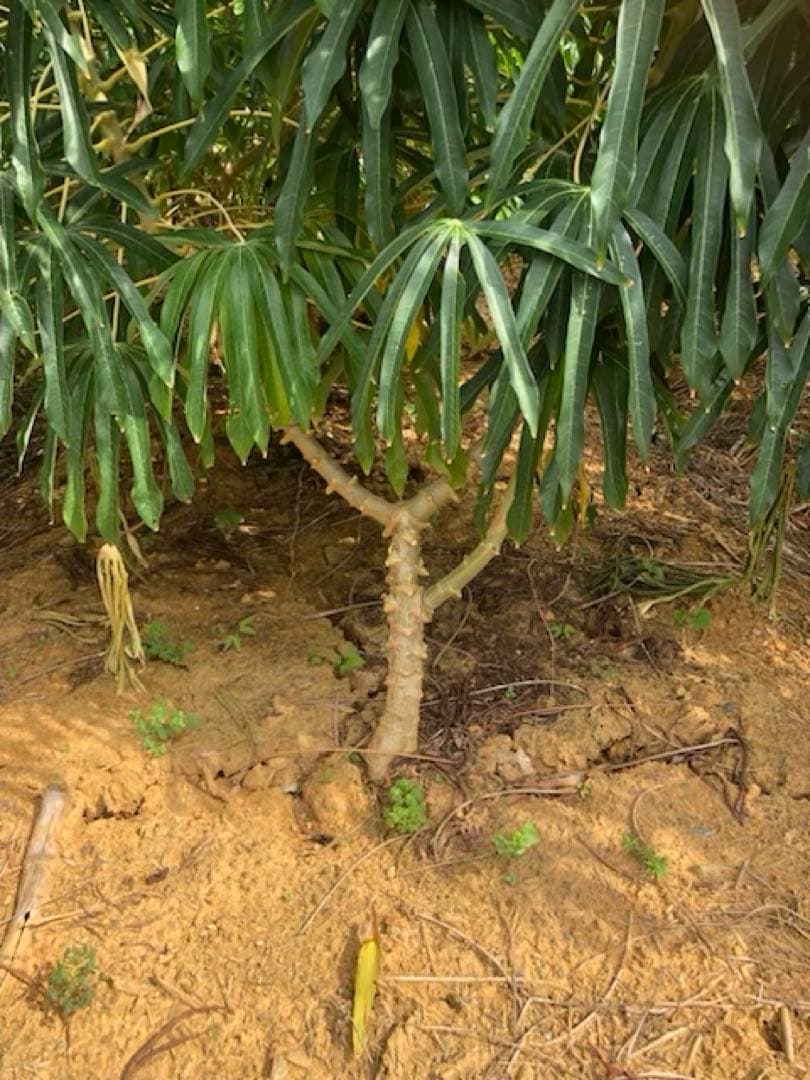 徳之島産キャッサバ薄黄色芋10キロ入り