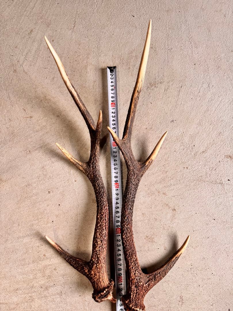 日本鹿の角 5対(10本セット) No.2