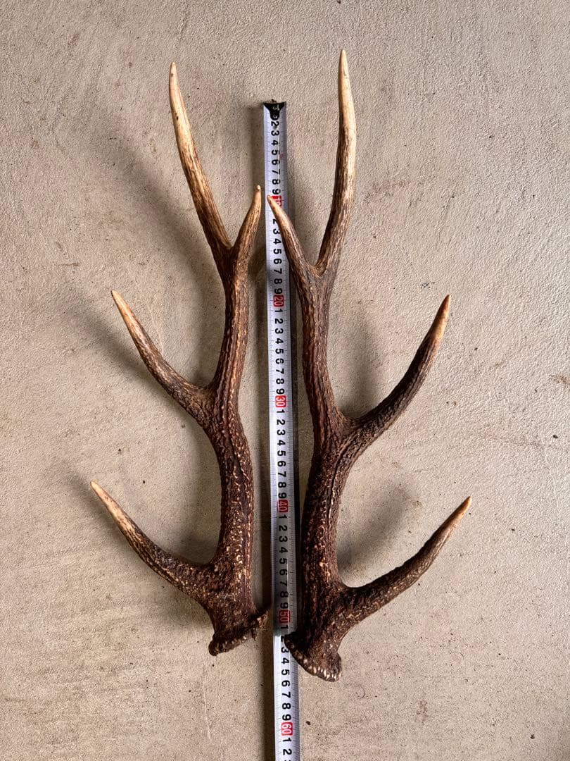 日本鹿の角 5対(10本セット) No.2