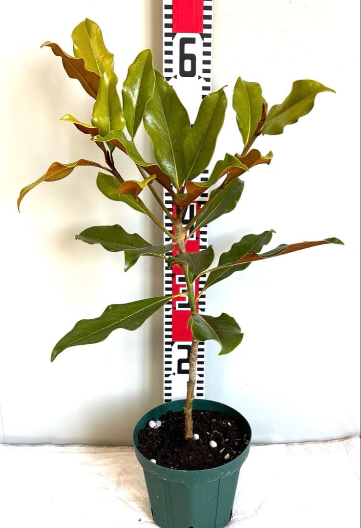 43.SEASONページケイパレス マグノリア 泰山木 タイサンボク 苗