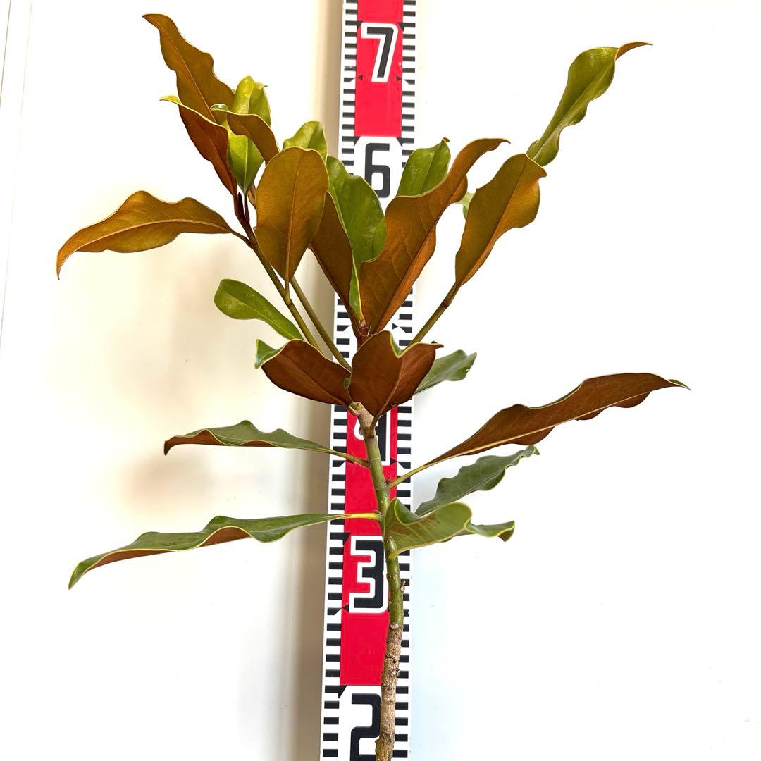 43.SEASONページケイパレス マグノリア 泰山木 タイサンボク 苗