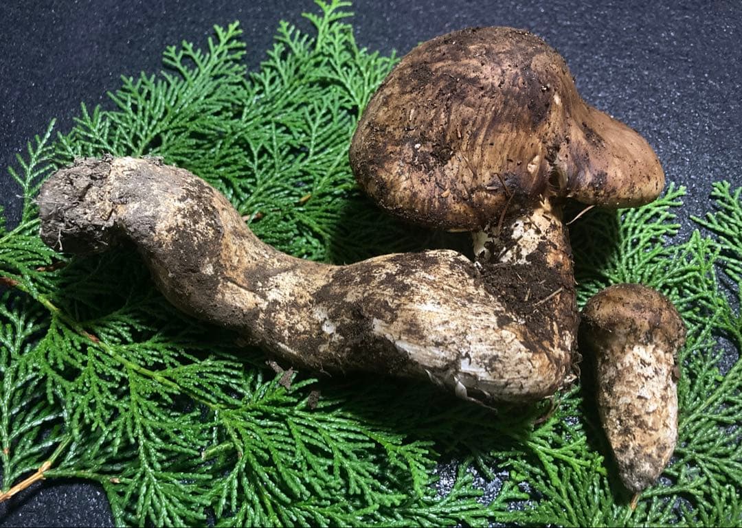 松茸　国産　200g