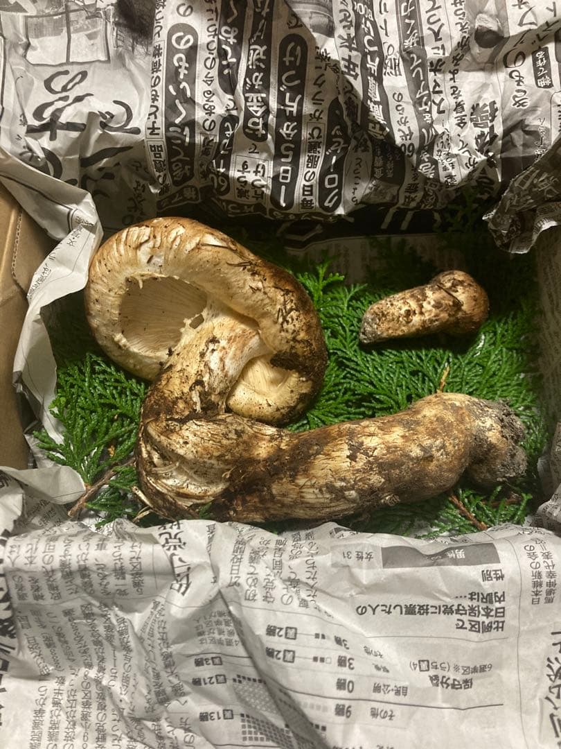 松茸　国産　200g