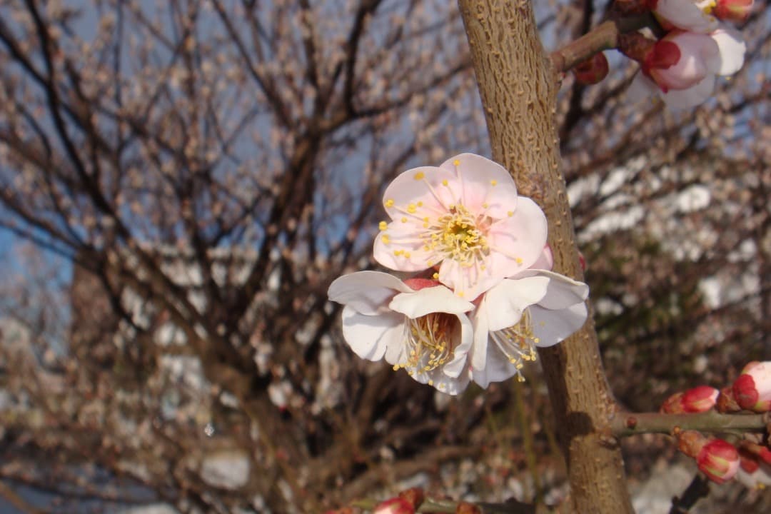 実写美⭕️【動作確認済み】SONY ソニー　Cyber-shot DSC-T70