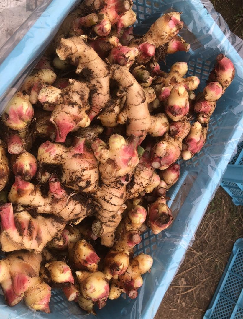 朝採れ新鮮！ばあばが育てた四万十清流　土付き土佐新生姜　10キロ