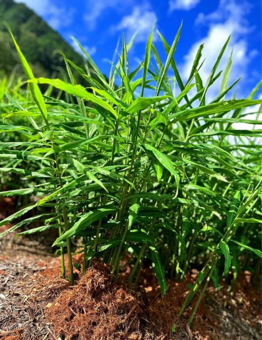 朝採れ新鮮！ばあばが育てた四万十清流　土付き土佐新生姜　10キロ