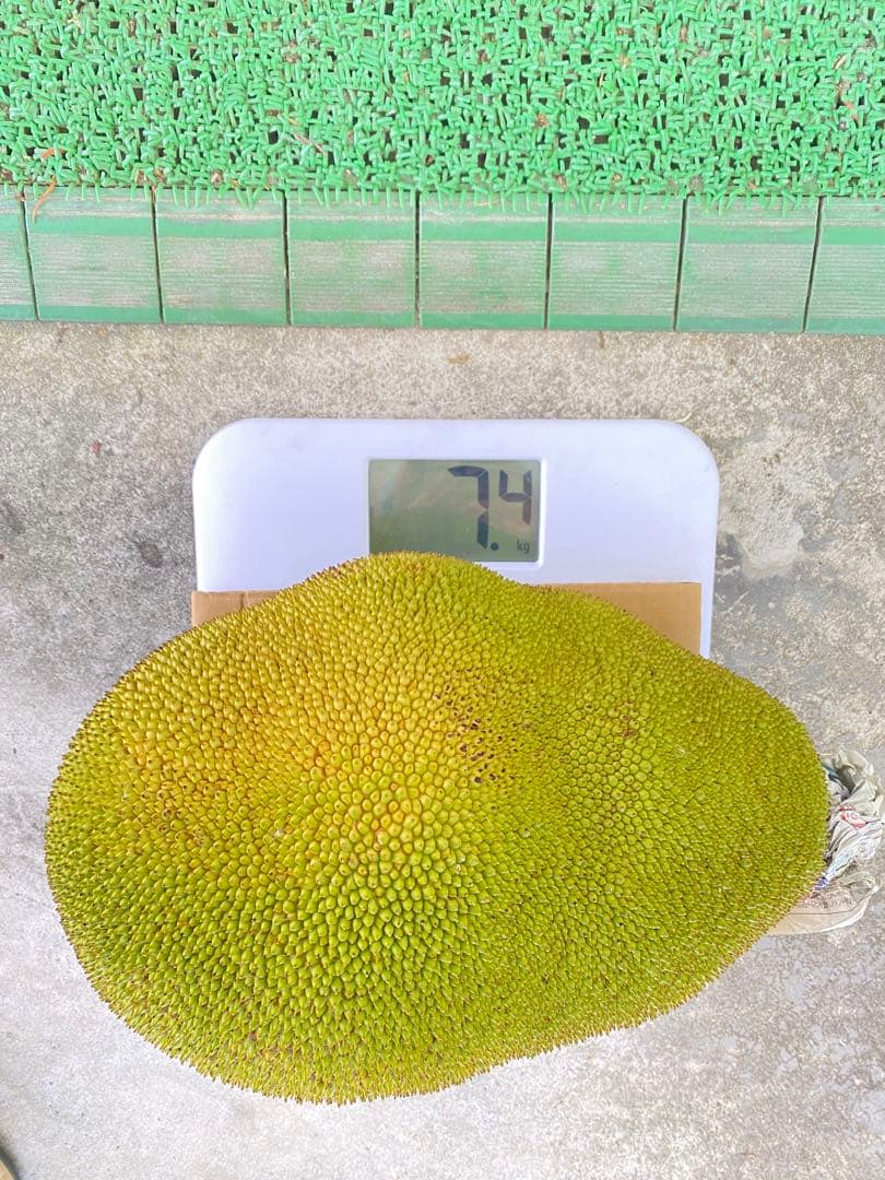 石垣島産 パラミツ ジャックフルーツ 7.4kg