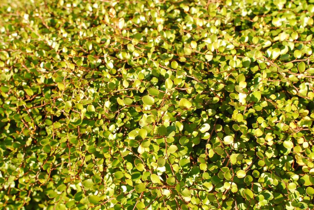 【美品】Nikon NIKKOR 20mm F/2.8 AIS AI-S