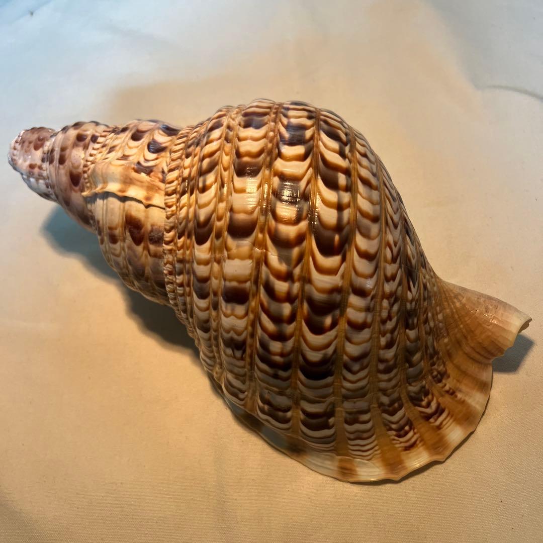 法螺貝　大きな巻貝 茶色とクリーム色のストライプ