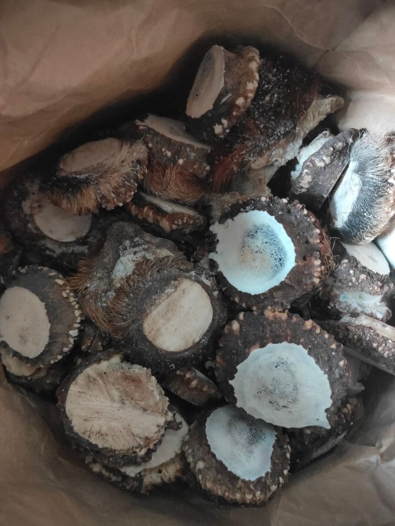 鹿角　端材 約13.5kg