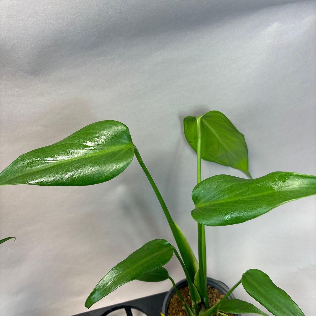 さ*ん様 5株セット訳ありa19モンステラ バールマルクスフレーム