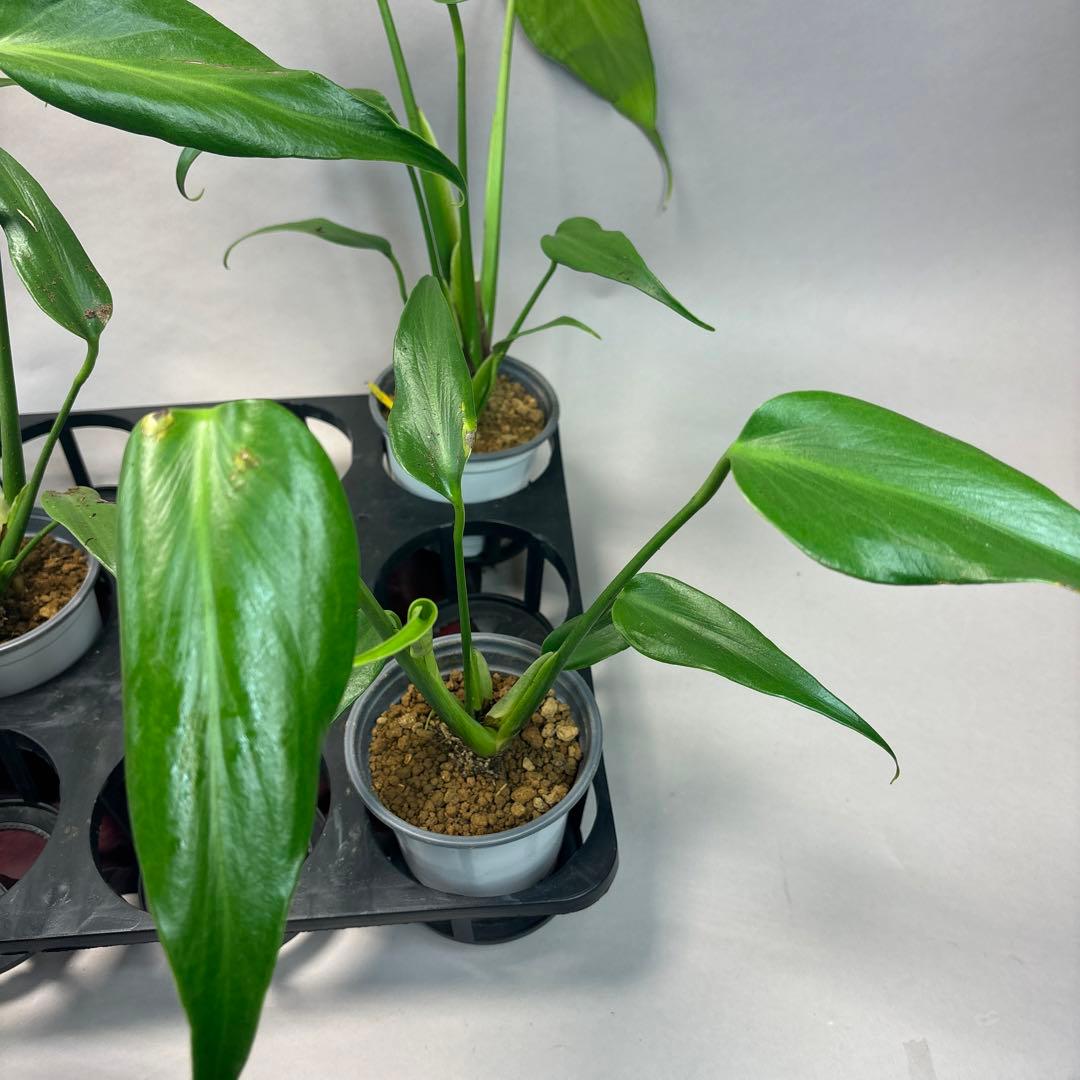 さ*ん様 5株セット訳ありa19モンステラ バールマルクスフレーム