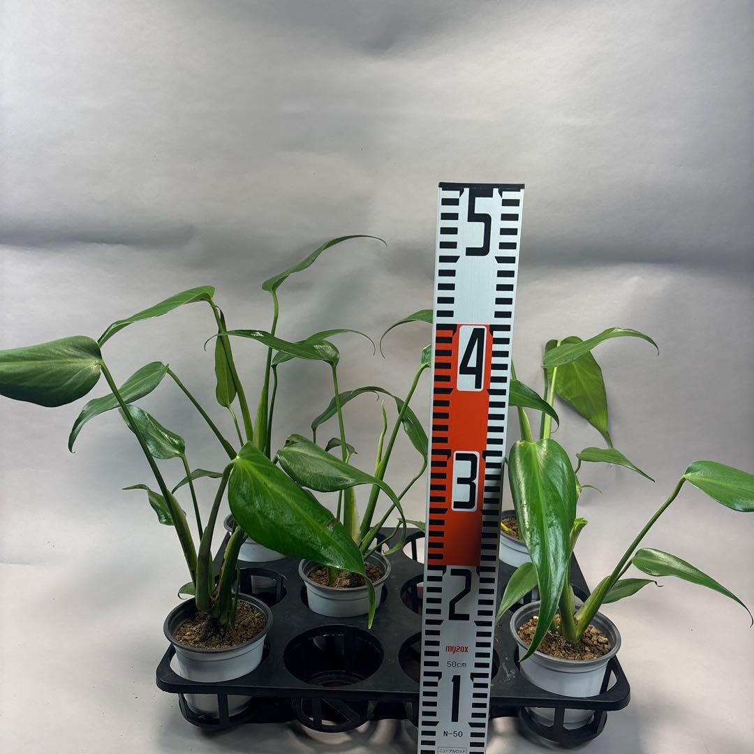 さ*ん様 5株セット訳ありa19モンステラ バールマルクスフレーム