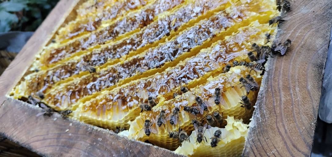 自然いっぱい！日本蜜蜂の巣蜜