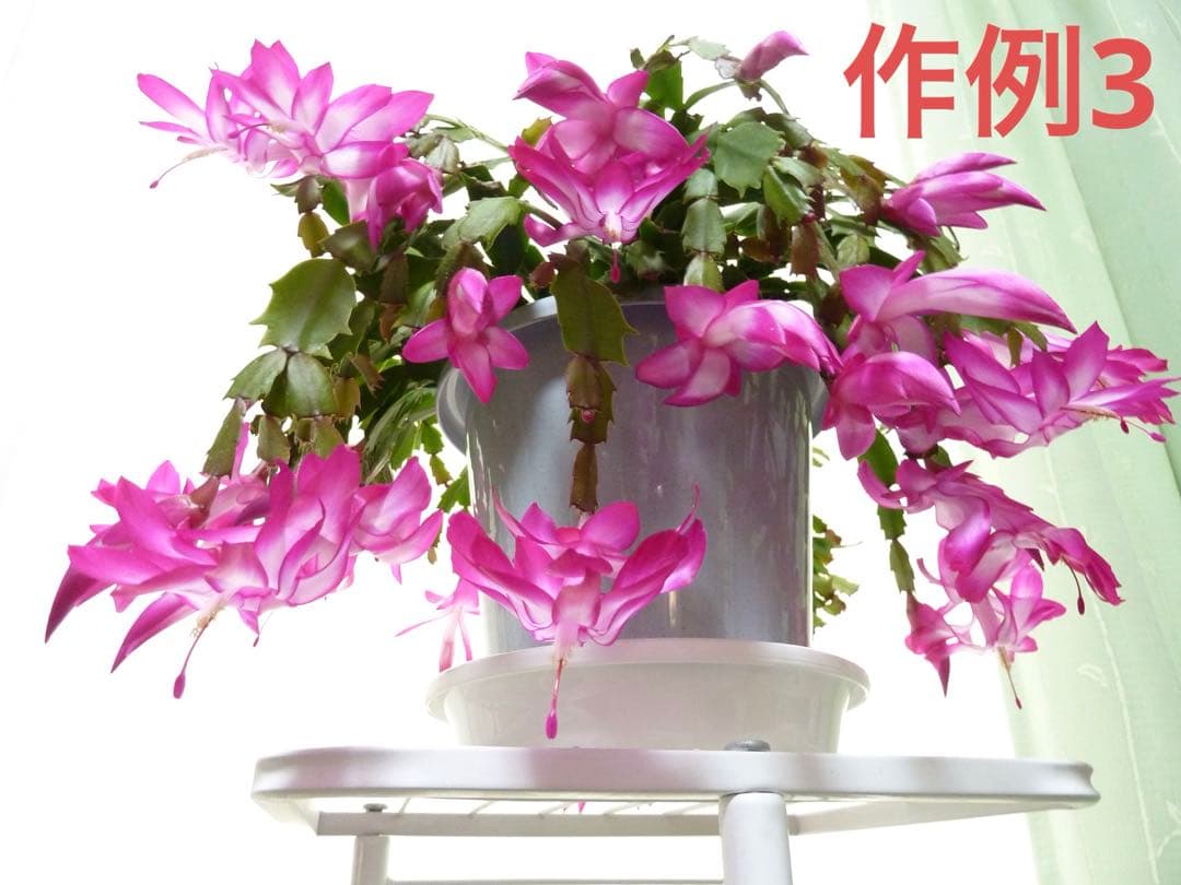 超美品　LUMIX TZ20 (デッドストック品)